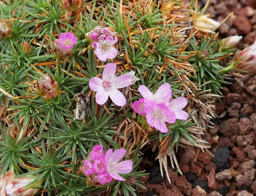 Armeria juniperifolia 'New Zealand Form'